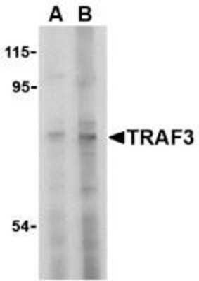 Western Blot: TRAF-3 AntibodyBSA Free [NBP1-76642]