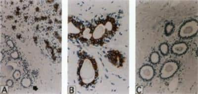 Immunohistochemistry-Paraffin: TRAF-4 Antibody [NB100-56177]