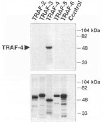 Immunoprecipitation: TRAF-4 Antibody [NB100-56177]