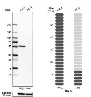 Western Blot: TRAF-4 Antibody [NBP2-33647]