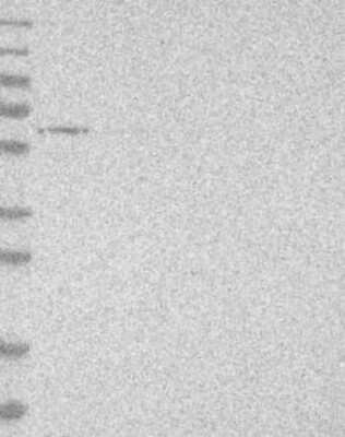 Western Blot: TRAF-4 Antibody [NBP3-17200]