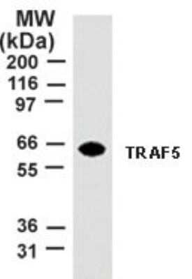 Western Blot: TRAF-5 Antibody (55A219)Azide and BSA Free [NBP2-80988]