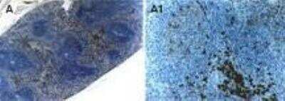 Immunohistochemistry: TRAF-5 Antibody [NB100-56178]