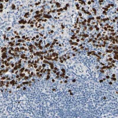 Immunohistochemistry-Paraffin: TRAF-5 Antibody [NBP1-87121]