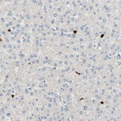 Immunohistochemistry-Paraffin: TRAF-5 Antibody [NBP1-87121]