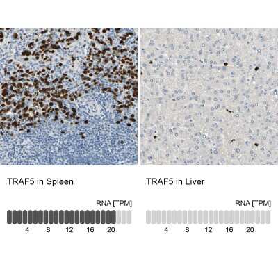 Immunohistochemistry-Paraffin: TRAF-5 Antibody [NBP1-87121]