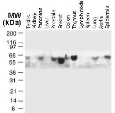 Western Blot: TRAF-5 Antibody [NB100-56178]