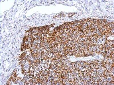 Immunohistochemistry-Paraffin: TRAF-6 Antibody [NBP1-33357]