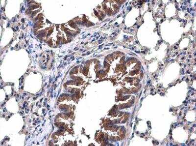 Immunohistochemistry-Paraffin: TRAF-6 Antibody [NBP1-33357]