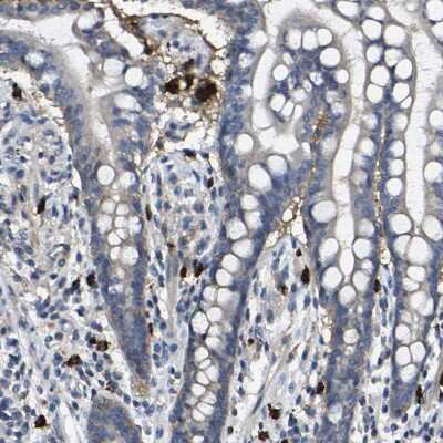 Immunohistochemistry-Paraffin: TRAF-6 Antibody [NBP1-80825]