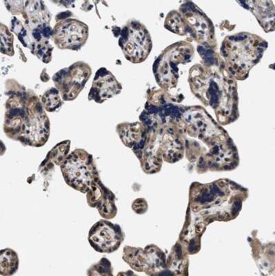 Immunohistochemistry-Paraffin: TRAF-6 Antibody [NBP1-80826]