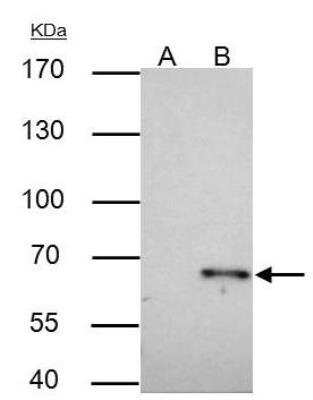 Immunoprecipitation: TRAF-6 Antibody [NBP1-33357]