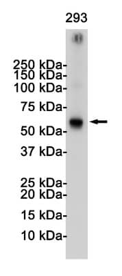 Western Blot: TRAF-6 Antibody (S09-3F4) [NBP3-19793]