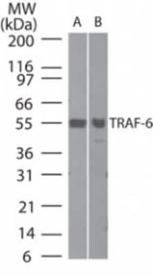 Western Blot: TRAF-6 Antibody [NB100-56436]