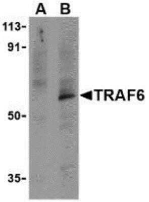 Western Blot: TRAF-6 AntibodyBSA Free [NBP1-77230]