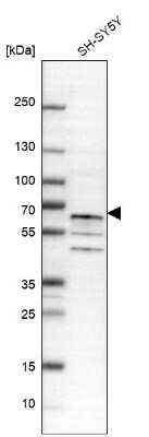 Western Blot: TRAF-6 Antibody [NBP1-80826]