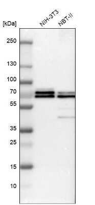 Western Blot: TRAF-6 Antibody [NBP1-80826]