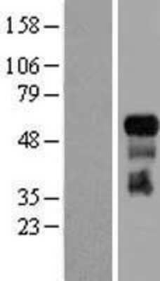 Western Blot: TRAF-3 Overexpression Lysate [NBL1-17242]