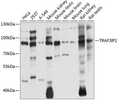 Western Blot: TRAF3IP1 AntibodyBSA Free [NBP2-93019]