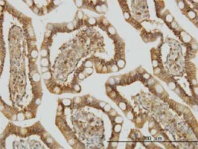 Immunohistochemistry-Paraffin: TRAF3IP2 Antibody (4A3) [H00010758-M01]