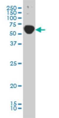 Western Blot: TRAF3IP2 Antibody (4A3) [H00010758-M01]