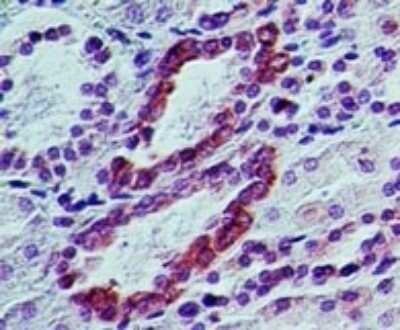 Immunohistochemistry-Paraffin: TRAF3IP2 Antibody [NB100-56740]