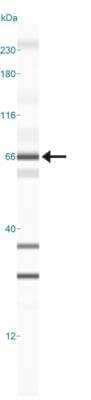 Simple Western: TRAF3IP2 Antibody [NB100-56740]