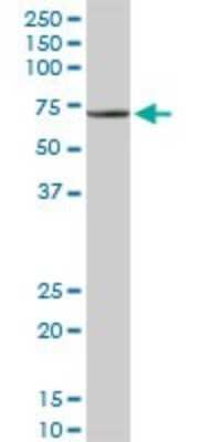 Western Blot: TRAF3IP2 Antibody [H00010758-D01P]