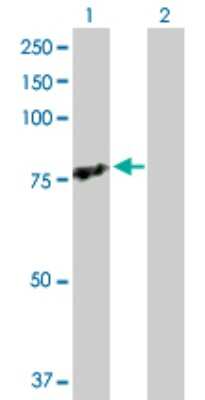 Western Blot: TRAF3IP2 Antibody [H00010758-D01P]