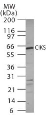 Western Blot: TRAF3IP2 Antibody [NB100-56740]