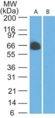 Western Blot: TRAF3IP2 Antibody [NB100-56740]