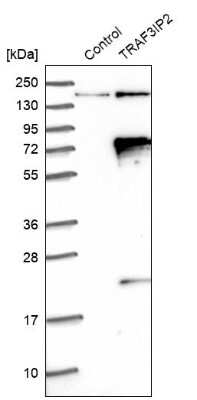 Western Blot: TRAF3IP2 Antibody [NBP1-89263]