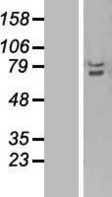 Western Blot: TRAF3IP2 Overexpression Lysate [NBL1-17243]