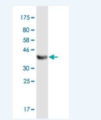 Western Blot: TRAF3IP3 Antibody (7E10) [H00080342-M01-100ug]