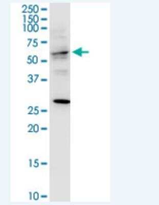 Western Blot: TRAF3IP3 Antibody (7E10) [H00080342-M01-100ug]