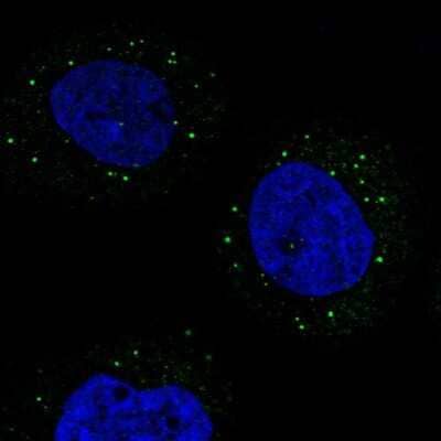 Immunocytochemistry/ Immunofluorescence: TRAF3IP3 Antibody [NBP1-86974]