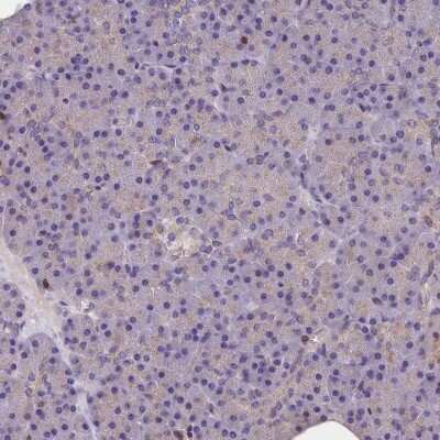 Immunohistochemistry-Paraffin: TRAF3IP3 Antibody [NBP1-86974]