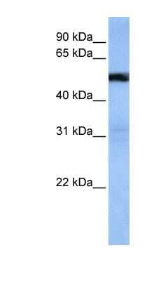 Western Blot: TRAF3IP3 Antibody [NBP1-59727]