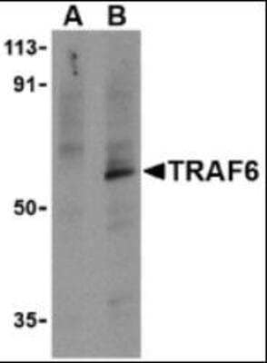 Western Blot: TRAF-6 Antibody Blocking Peptide [NBP1-77230PEP]