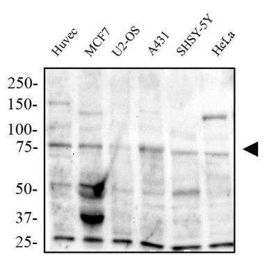 Western Blot: TRAF7 Antibody [NB600-1399]