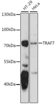 Western Blot: TRAF7 AntibodyAzide and BSA Free [NBP2-93316]