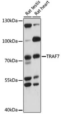 Western Blot: TRAF7 AntibodyAzide and BSA Free [NBP2-94409]