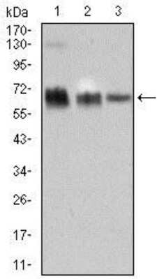 Western Blot: TRAFD1 Antibody (8E6E7)BSA Free [NBP2-37408]