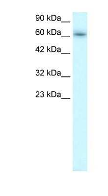 Western Blot: TRAFD1 Antibody [NBP1-80008]