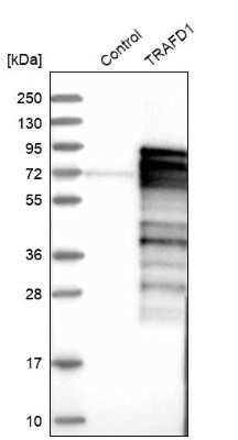 Western Blot: TRAFD1 Antibody [NBP1-81874]