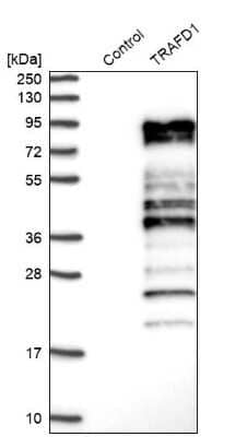 Western Blot: TRAFD1 Antibody [NBP1-81875]