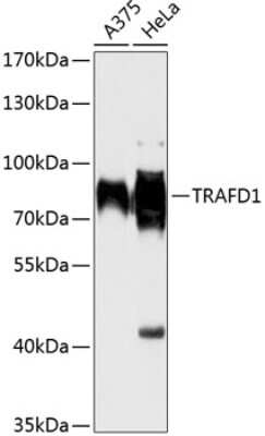 Western Blot: TRAFD1 AntibodyAzide and BSA Free [NBP2-94278]