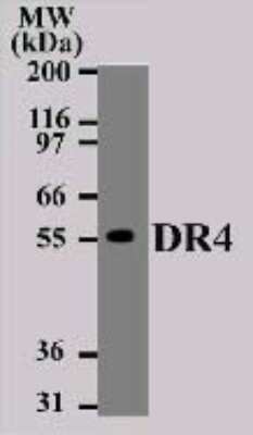 Western Blot: TRAILR1/TNFRSF10A Antibody (32A1380)Azide and BSA Free [NBP2-27350]