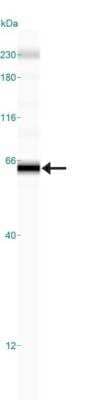 Simple Western: TRAILR1/TNFRSF10A Antibody (32A1380)BSA Free [NB100-56747]