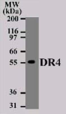 Western Blot: TRAILR1/TNFRSF10A Antibody (32A1380)BSA Free [NB100-56747]